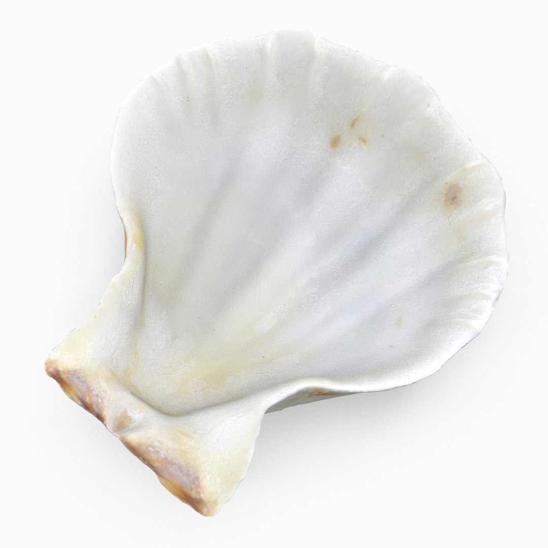 3D seashell sea shell https://p.turbosquid.com/ts-thumb/DB/B5I25Z/OeoApsho/clamshell_r6/jpg/1499896662/1920x1080/fit_q87/44f954d78a09bef006d553b533d2ce62bf36c5ec/clamshell_r6.jpg