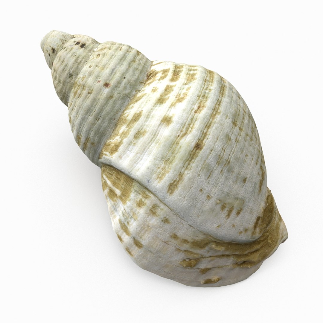 3D seashell sea shell https://p.turbosquid.com/ts-thumb/DB/B5I25Z/PX1hkiHk/whelkshell04_r1/jpg/1499896665/1920x1080/fit_q87/56c900d493030d31bdfd349c0070576b944601e1/whelkshell04_r1.jpg