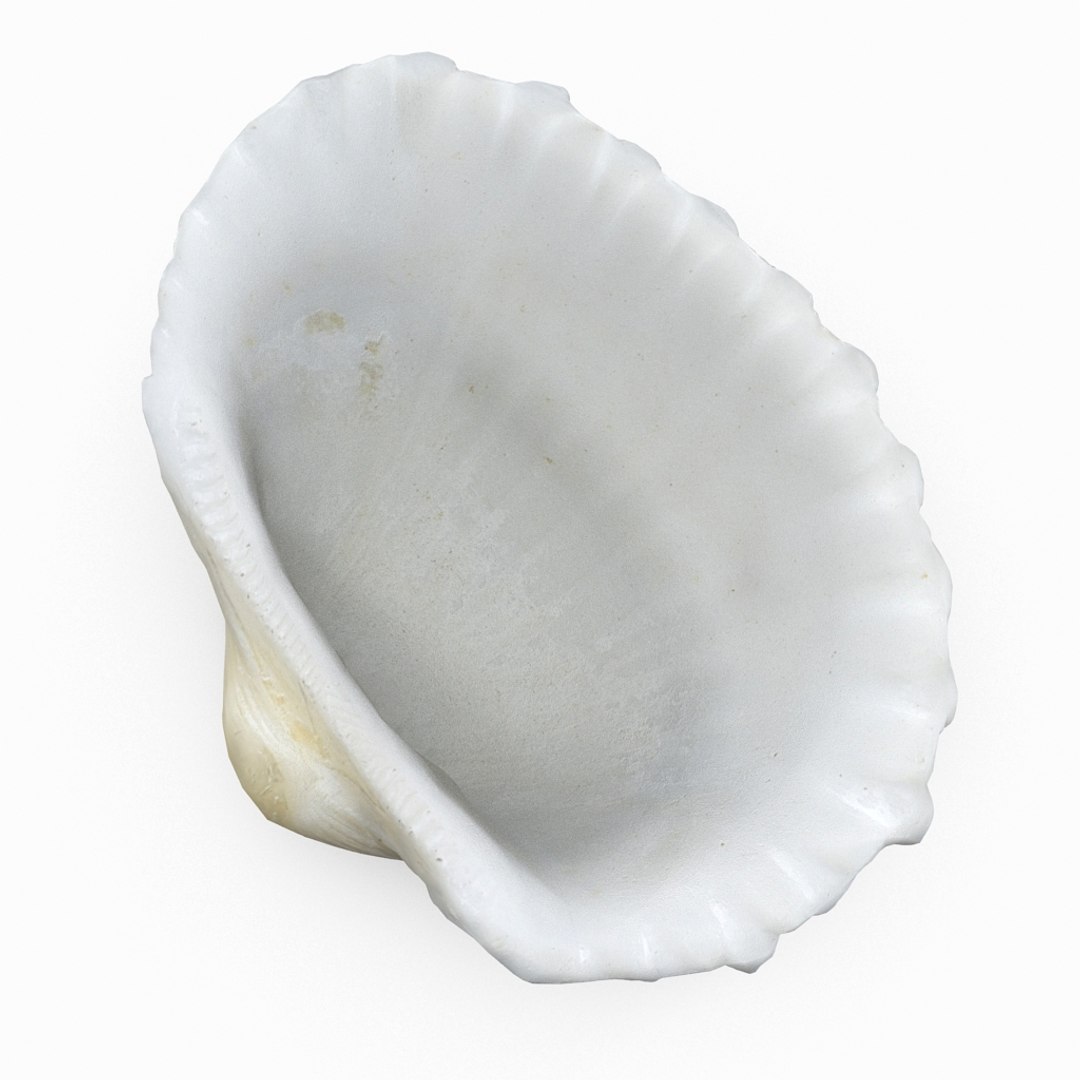 3D seashell sea shell https://p.turbosquid.com/ts-thumb/DB/B5I25Z/QdPEeExE/cockle01_r6/jpg/1499896662/1920x1080/fit_q87/4b1d4eb59f280efe456ed22d9a9aedcae8f620b6/cockle01_r6.jpg