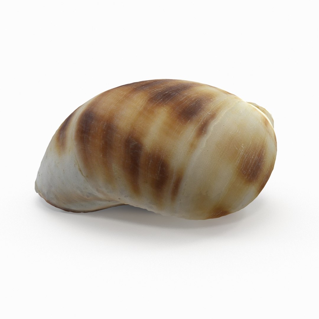 3D seashell sea shell https://p.turbosquid.com/ts-thumb/DB/B5I25Z/QfI49yIF/knuckleshell02_r2/jpg/1499896664/1920x1080/fit_q87/5729e72f0fe3e6d5bf2880cacd632aee9b9f94c5/knuckleshell02_r2.jpg