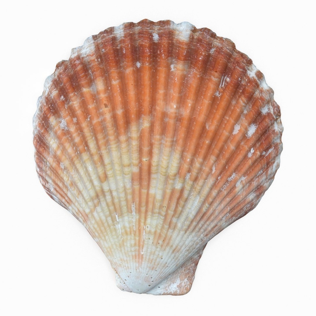 3D seashell sea shell https://p.turbosquid.com/ts-thumb/DB/B5I25Z/UZs5QGyz/scallop_r1/jpg/1499896664/1920x1080/fit_q87/c2ea0d455774b54d2360f205c74c83a91e9e29cf/scallop_r1.jpg