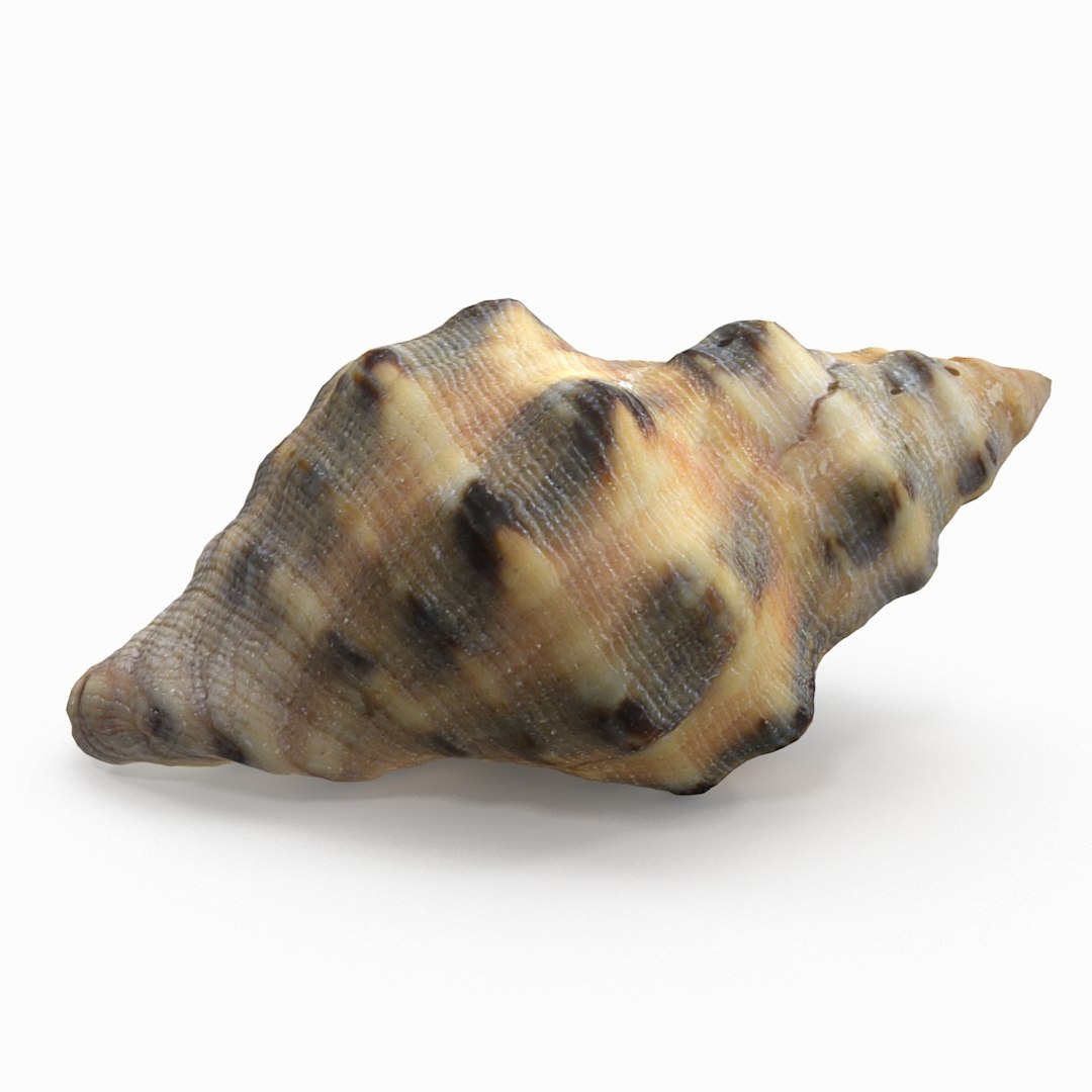 3D seashell sea shell https://p.turbosquid.com/ts-thumb/DB/B5I25Z/VPUrq7zu/winkleshell01_r1/jpg/1499896665/1920x1080/fit_q87/eff3bb0bea3a9c352bcf046275d2774ddcb3fc63/winkleshell01_r1.jpg