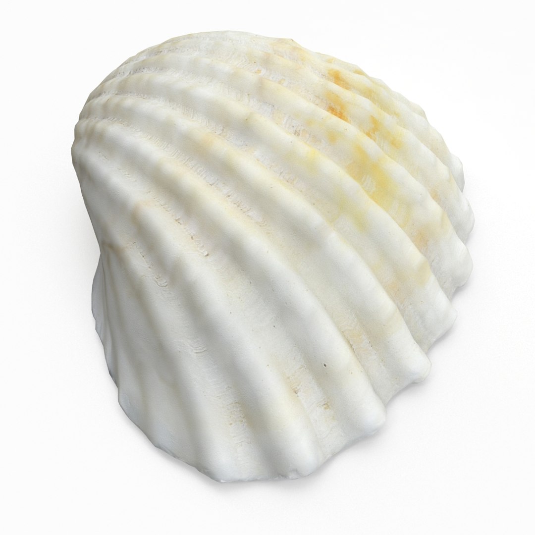 3D seashell sea shell https://p.turbosquid.com/ts-thumb/DB/B5I25Z/Vp0ITp02/cockle2_r4/jpg/1499896663/1920x1080/fit_q87/91ae51436ba6a63ec434ccbc99931997a3f8c411/cockle2_r4.jpg