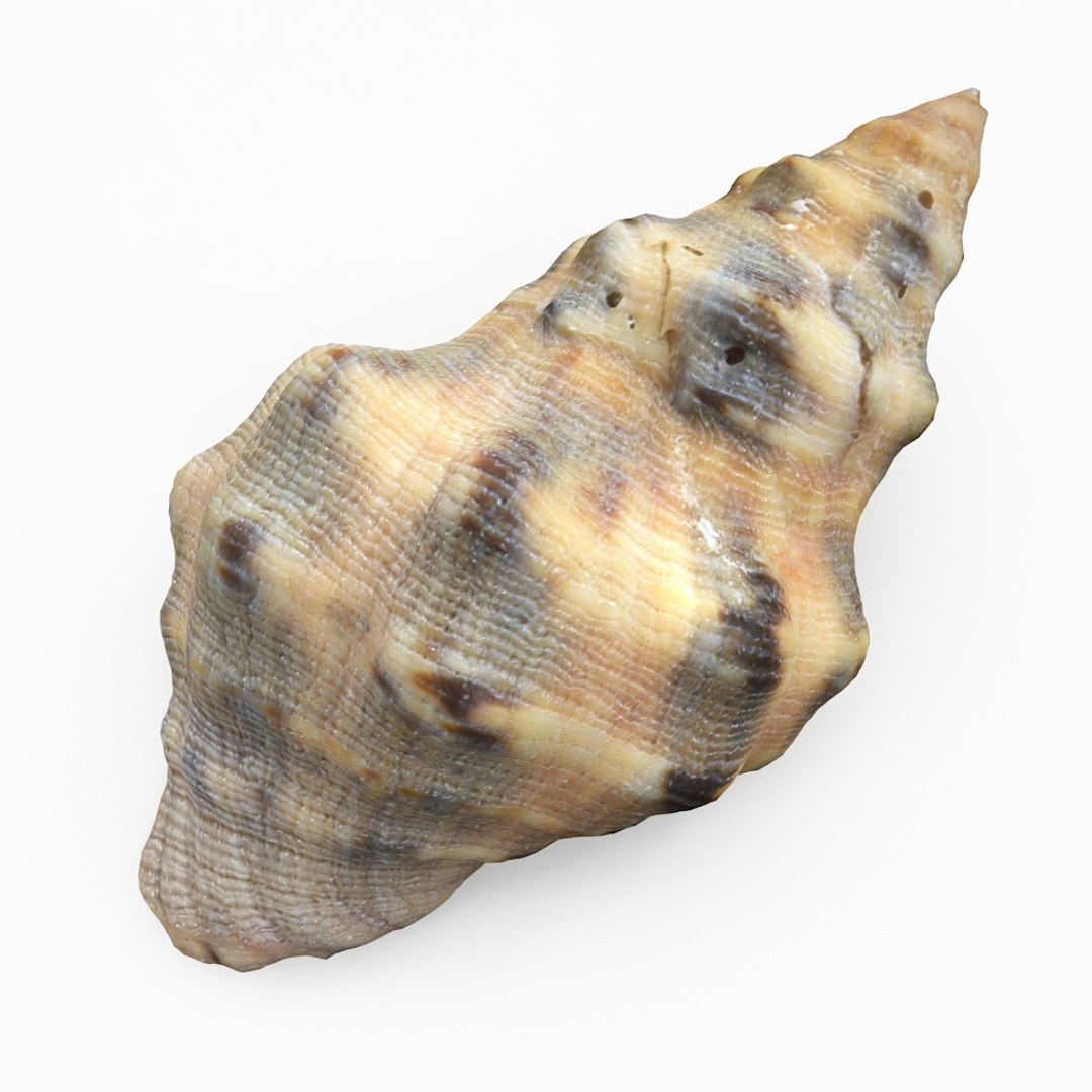3D seashell sea shell https://p.turbosquid.com/ts-thumb/DB/B5I25Z/WLWBE9jV/winkleshell01_r4/jpg/1499896666/1920x1080/fit_q87/f0dea5557b9b9e5c83a3de41a14af420d67d23d0/winkleshell01_r4.jpg