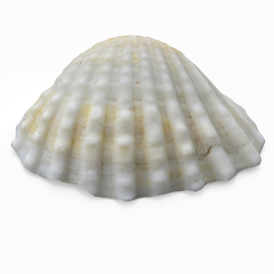 3D seashell sea shell https://p.turbosquid.com/ts-thumb/DB/B5I25Z/WVpjHPdD/cockle4_r6/jpg/1499896663/1920x1080/fit_q87/a383faed7227bcf2cd95fcc2b8237aa4a415f6c4/cockle4_r6.jpg
