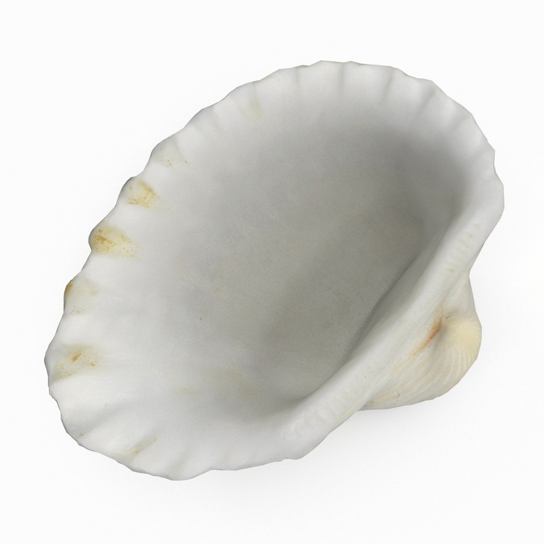 3D seashell sea shell https://p.turbosquid.com/ts-thumb/DB/B5I25Z/X8xIvcOb/cockle3_r6/jpg/1499896663/1920x1080/fit_q87/c77df3db3bcb5171f441dd1e3c8742ccd911ee17/cockle3_r6.jpg