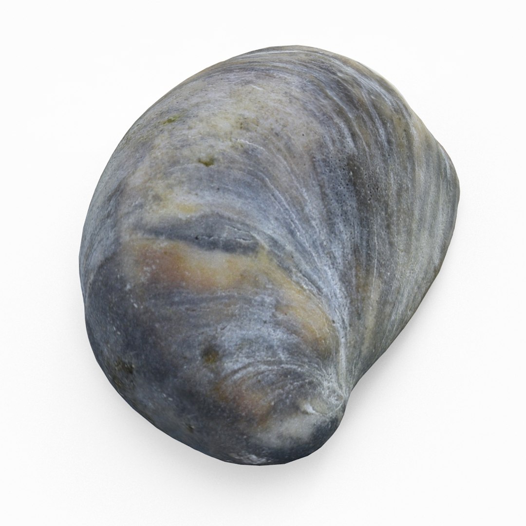 3D seashell sea shell https://p.turbosquid.com/ts-thumb/DB/B5I25Z/XYe0OwvH/knuckleshell01_r4/jpg/1499896664/1920x1080/fit_q87/99f8ec58be9748b7c680f6b0c2d7e5259f5649bb/knuckleshell01_r4.jpg