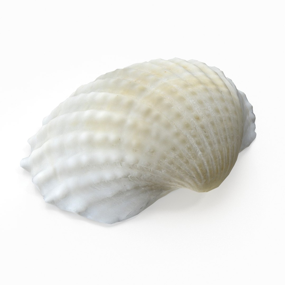 3D seashell sea shell https://p.turbosquid.com/ts-thumb/DB/B5I25Z/Y6FbeZdA/cockle01_r5/jpg/1499896662/1920x1080/fit_q87/cc43439856a9fb9b7a053d3a924f1df871dfae60/cockle01_r5.jpg