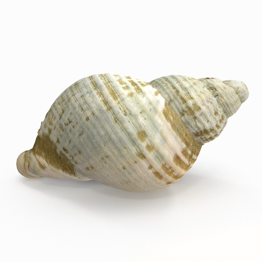3D seashell sea shell https://p.turbosquid.com/ts-thumb/DB/B5I25Z/c4UoQWtT/whelkshell04_r3/jpg/1499896665/1920x1080/fit_q87/3e71d2bf2caa738a0cb4029aa2f2ca96c23988a5/whelkshell04_r3.jpg