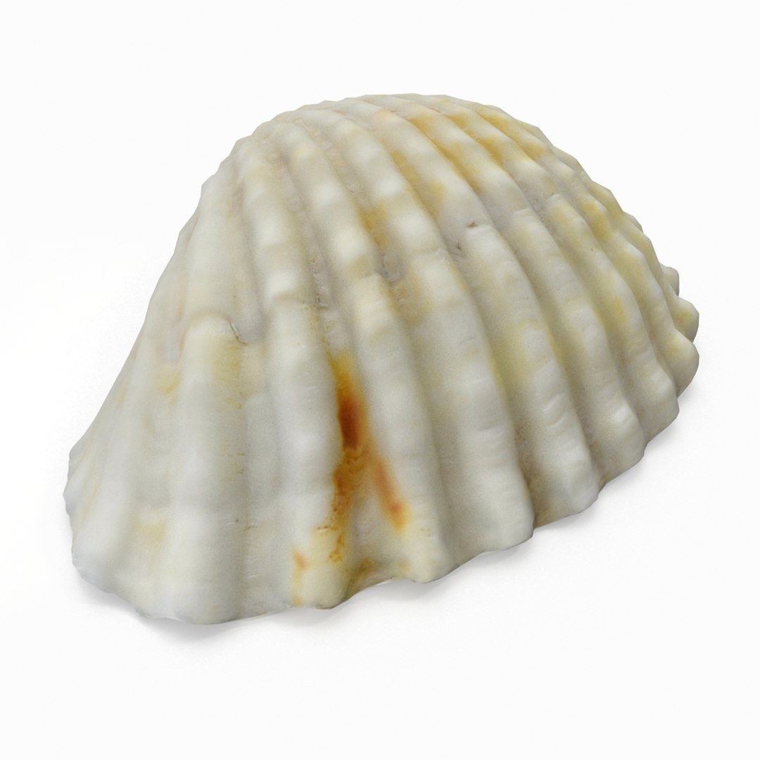3D seashell sea shell https://p.turbosquid.com/ts-thumb/DB/B5I25Z/cL8LEEKg/cockle3_r2/jpg/1499896663/1920x1080/fit_q87/930831dfb1d2aa743ce62452caca9fd3741ae767/cockle3_r2.jpg