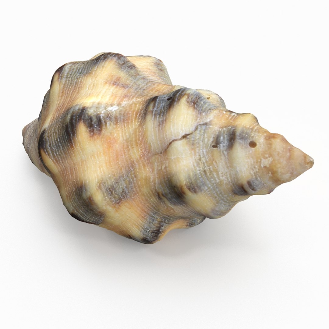 3D seashell sea shell https://p.turbosquid.com/ts-thumb/DB/B5I25Z/csSgGewy/winkleshell01_r5/jpg/1499896666/1920x1080/fit_q87/de37c03c545c88bdf8d29c2569210308cfa2bddd/winkleshell01_r5.jpg