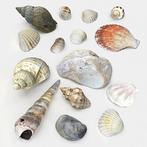 Seashell Collection