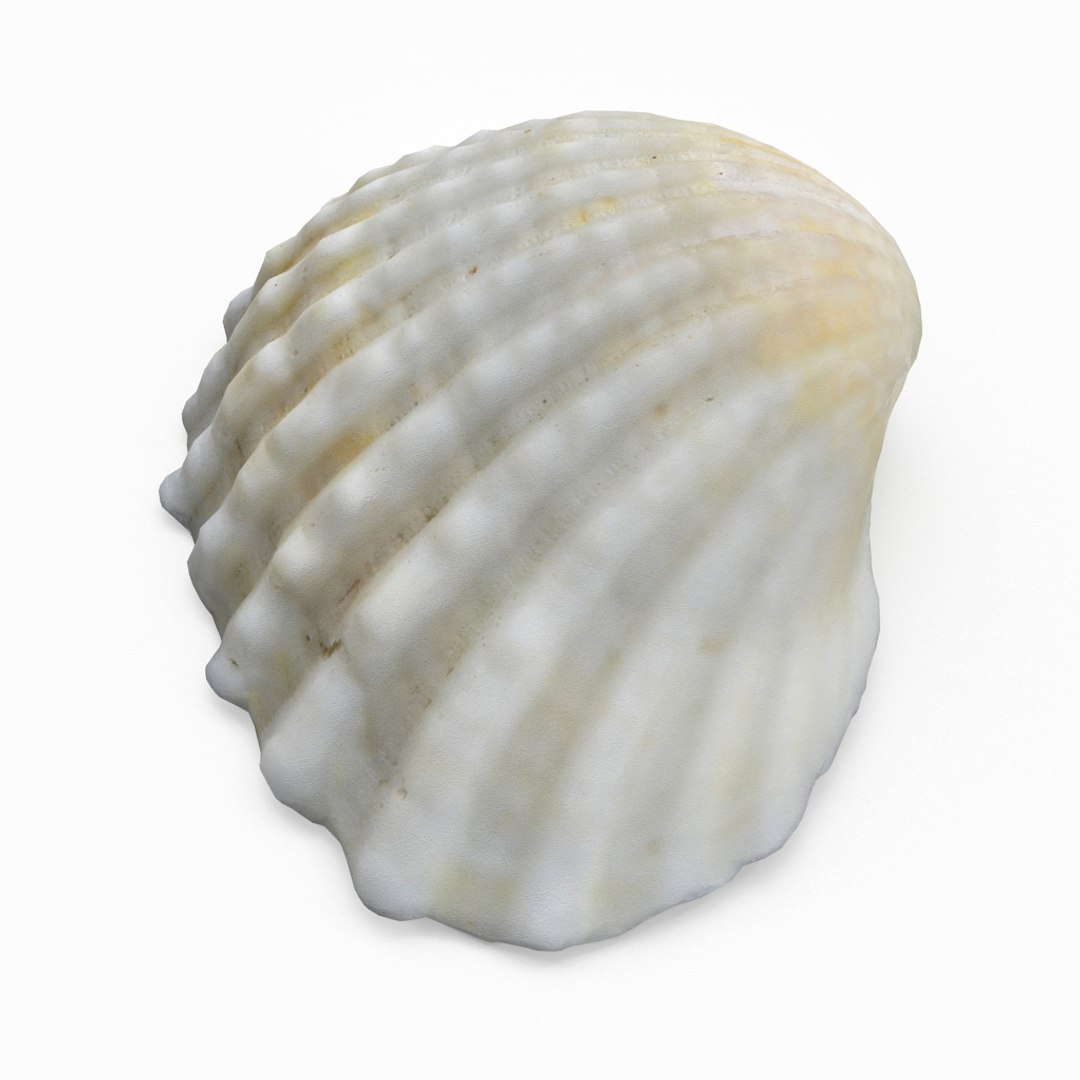 3D seashell sea shell https://p.turbosquid.com/ts-thumb/DB/B5I25Z/h444D37Z/cockle4_r2/jpg/1499896663/1920x1080/fit_q87/9e3b7b0d6e48f2edb6f1009964537eea92e3678a/cockle4_r2.jpg