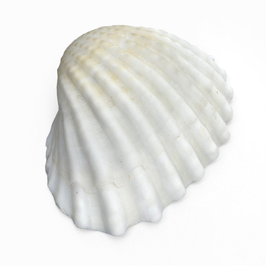 3D seashell sea shell https://p.turbosquid.com/ts-thumb/DB/B5I25Z/hdcNI08d/cockle01_r4/jpg/1499896662/1920x1080/fit_q87/f0c72a9038df349485f6ee94a337a59554a9787e/cockle01_r4.jpg