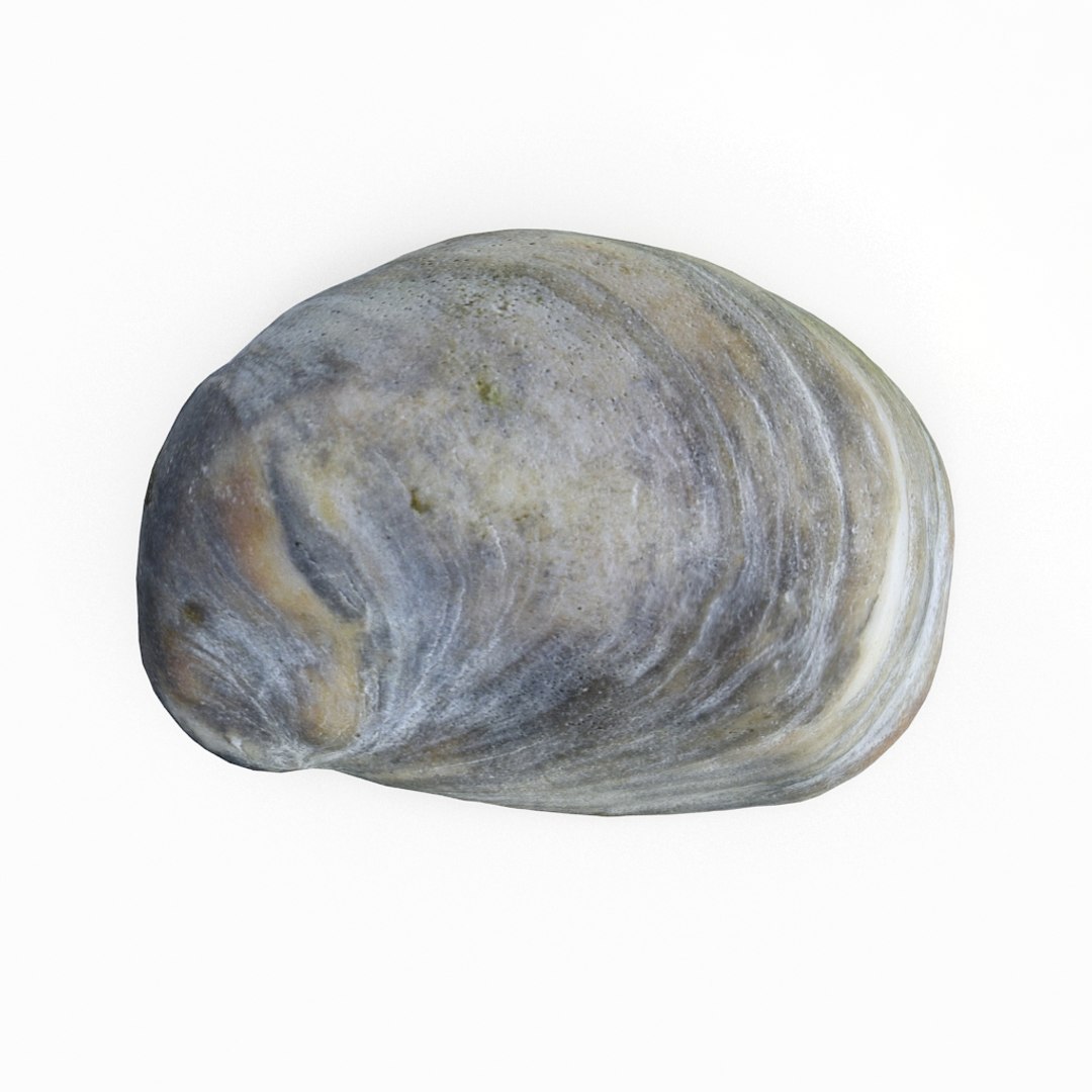 3D seashell sea shell https://p.turbosquid.com/ts-thumb/DB/B5I25Z/jxsI1zqy/knuckleshell01_r1/jpg/1499896664/1920x1080/fit_q87/4d998717bf68a78b4439113eacf4a4142845249e/knuckleshell01_r1.jpg