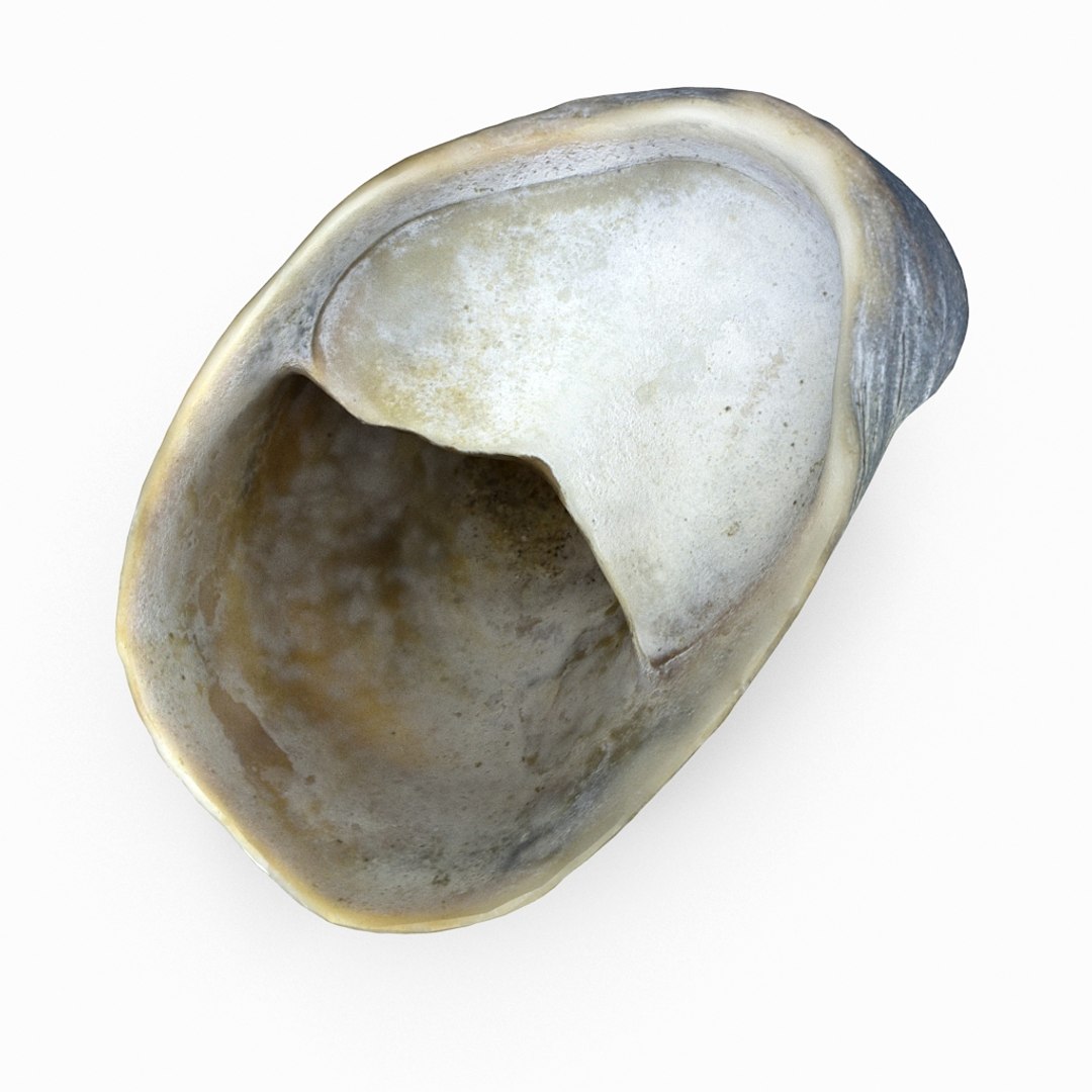 3D seashell sea shell https://p.turbosquid.com/ts-thumb/DB/B5I25Z/muJK1oOe/knuckleshell01_r6/jpg/1499896664/1920x1080/fit_q87/12fd576cd88febcb8b9f1f3e74afb91c2f63ecba/knuckleshell01_r6.jpg