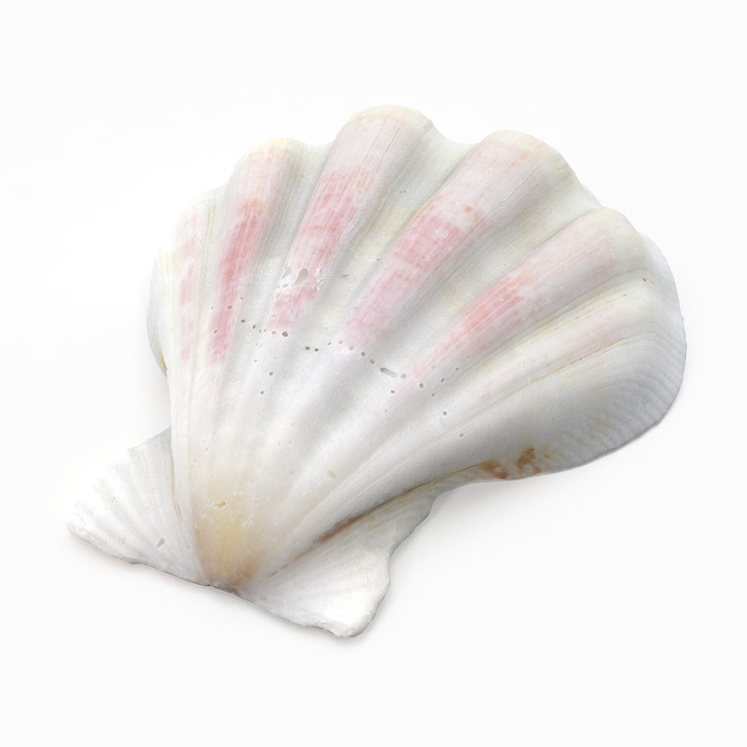 3D seashell sea shell https://p.turbosquid.com/ts-thumb/DB/B5I25Z/nbrsXCbk/clamshell_r2/jpg/1499896662/1920x1080/fit_q87/d750ae63b9bd0682616c61545ab66810bcc556a3/clamshell_r2.jpg