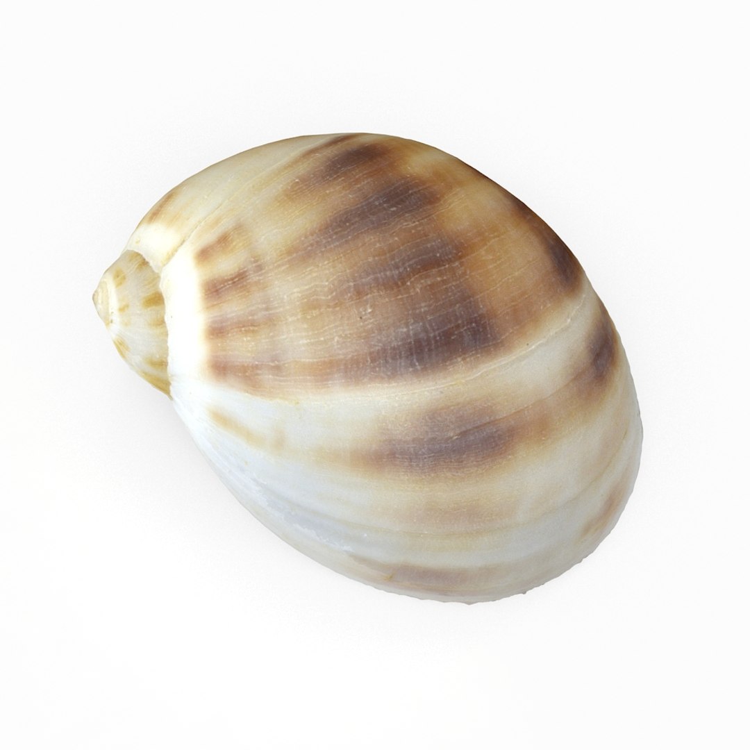 3D seashell sea shell https://p.turbosquid.com/ts-thumb/DB/B5I25Z/ohWv0k3P/knuckleshell02_r4/jpg/1499896664/1920x1080/fit_q87/0d3bd8b2ba28879f058dae5763d2a3403e291296/knuckleshell02_r4.jpg