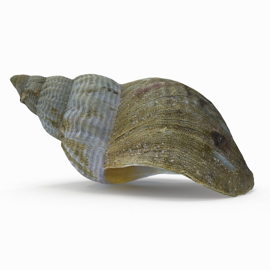 3D seashell sea shell https://p.turbosquid.com/ts-thumb/DB/B5I25Z/pgFYUsic/whelkshell03_r2/jpg/1499896665/1920x1080/fit_q87/4f8e03fddf8a1162016530c3af52b1d7bb43f736/whelkshell03_r2.jpg