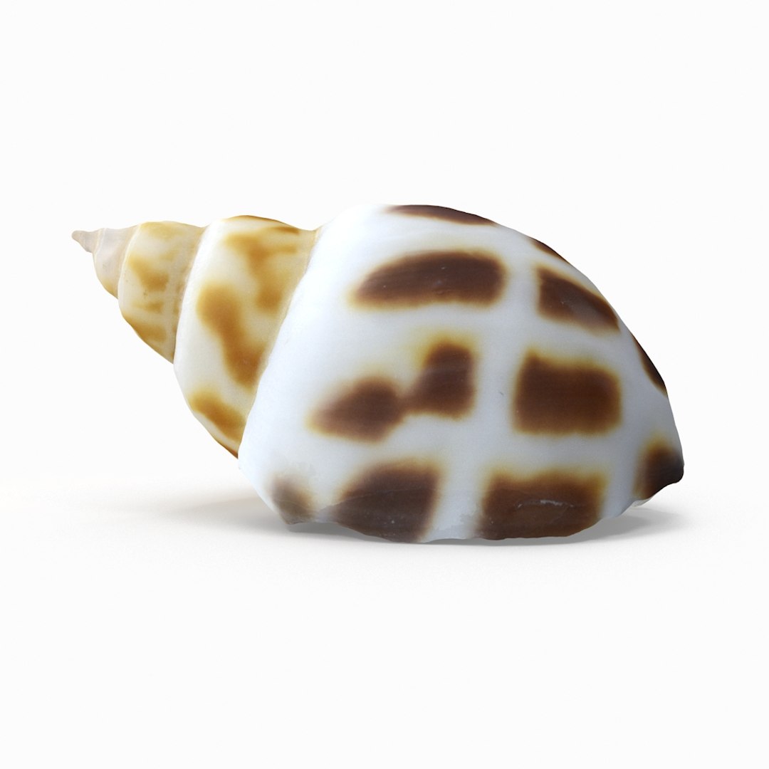 3D seashell sea shell https://p.turbosquid.com/ts-thumb/DB/B5I25Z/pkwWgznZ/snailshell_r3/jpg/1499896665/1920x1080/fit_q87/ba62825d9fc86a73d8c56dbe72f46696600c3b6a/snailshell_r3.jpg