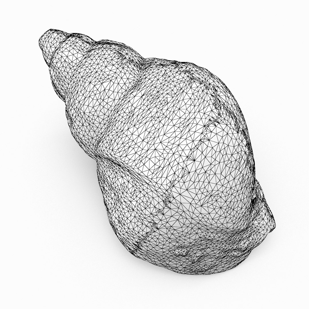3D seashell sea shell https://p.turbosquid.com/ts-thumb/DB/B5I25Z/r97A1I8M/whelkshell04_r1w/jpg/1499896665/1920x1080/fit_q87/aa5aa1d442327e86db2199e9dbe60ef1b18e4b46/whelkshell04_r1w.jpg