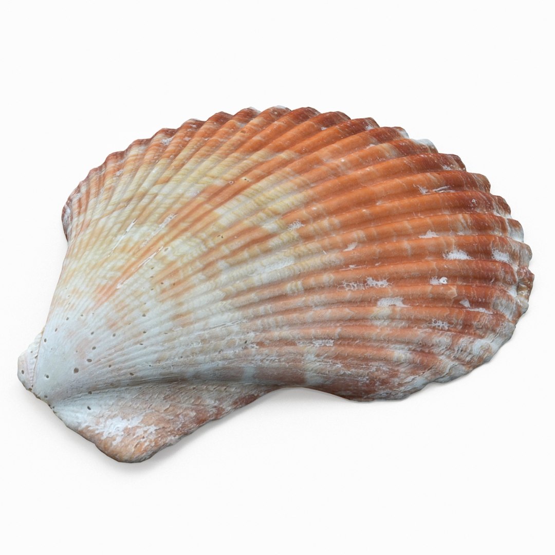 3D seashell sea shell https://p.turbosquid.com/ts-thumb/DB/B5I25Z/rIzOvdt0/scallop_r3/jpg/1499896664/1920x1080/fit_q87/000a760b5dfc4aeed6674989fda3ec229fa202f1/scallop_r3.jpg