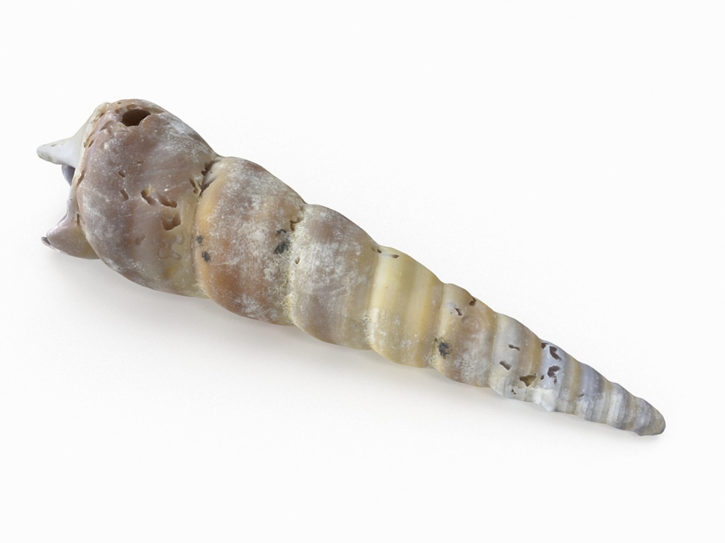 3D seashell sea shell https://p.turbosquid.com/ts-thumb/DB/B5I25Z/rz2xTeiZ/conicalshell_r2/jpg/1499896663/1920x1080/fit_q87/e0bc76c47a7d249fec4409b0a3c1f069975f9fba/conicalshell_r2.jpg