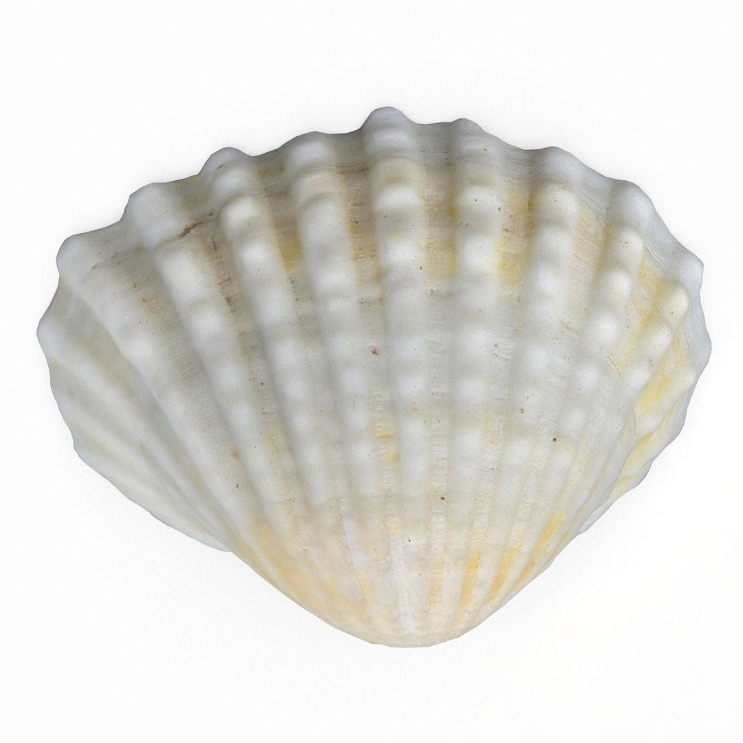 3D seashell sea shell https://p.turbosquid.com/ts-thumb/DB/B5I25Z/wGRCuuGe/cockle4_r1/jpg/1499896663/1920x1080/fit_q87/5027f918db96d050e3cc0823d74eb4398b741a48/cockle4_r1.jpg
