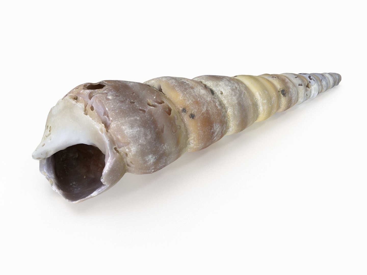 3D seashell sea shell https://p.turbosquid.com/ts-thumb/DB/B5I25Z/wnHqwyN2/conicalshell_r1/jpg/1499896663/1920x1080/fit_q87/d1abfb4b85cb770f18b88097da3d938821c552cd/conicalshell_r1.jpg