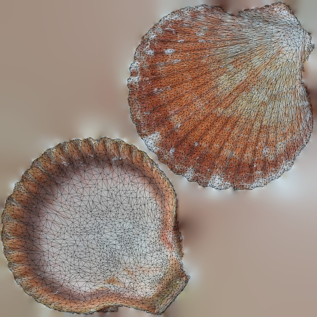 3D seashell sea shell https://p.turbosquid.com/ts-thumb/DB/B5I25Z/xaOygFdJ/scallopuv/jpg/1499899918/1920x1080/fit_q87/626b011d8059365e3ec4435a4fc51c74b116eab8/scallopuv.jpg