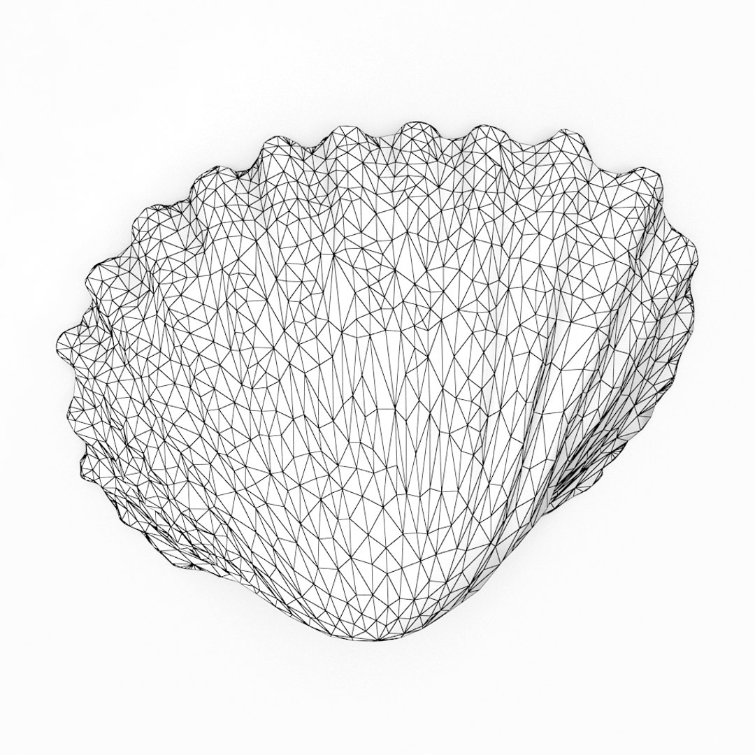 3D seashell sea shell https://p.turbosquid.com/ts-thumb/DB/B5I25Z/zozG0Avw/cockle1_r1w/jpg/1499896662/1920x1080/fit_q87/b3a6690e60cd9d393bb42872339150b5eb05e0bd/cockle1_r1w.jpg