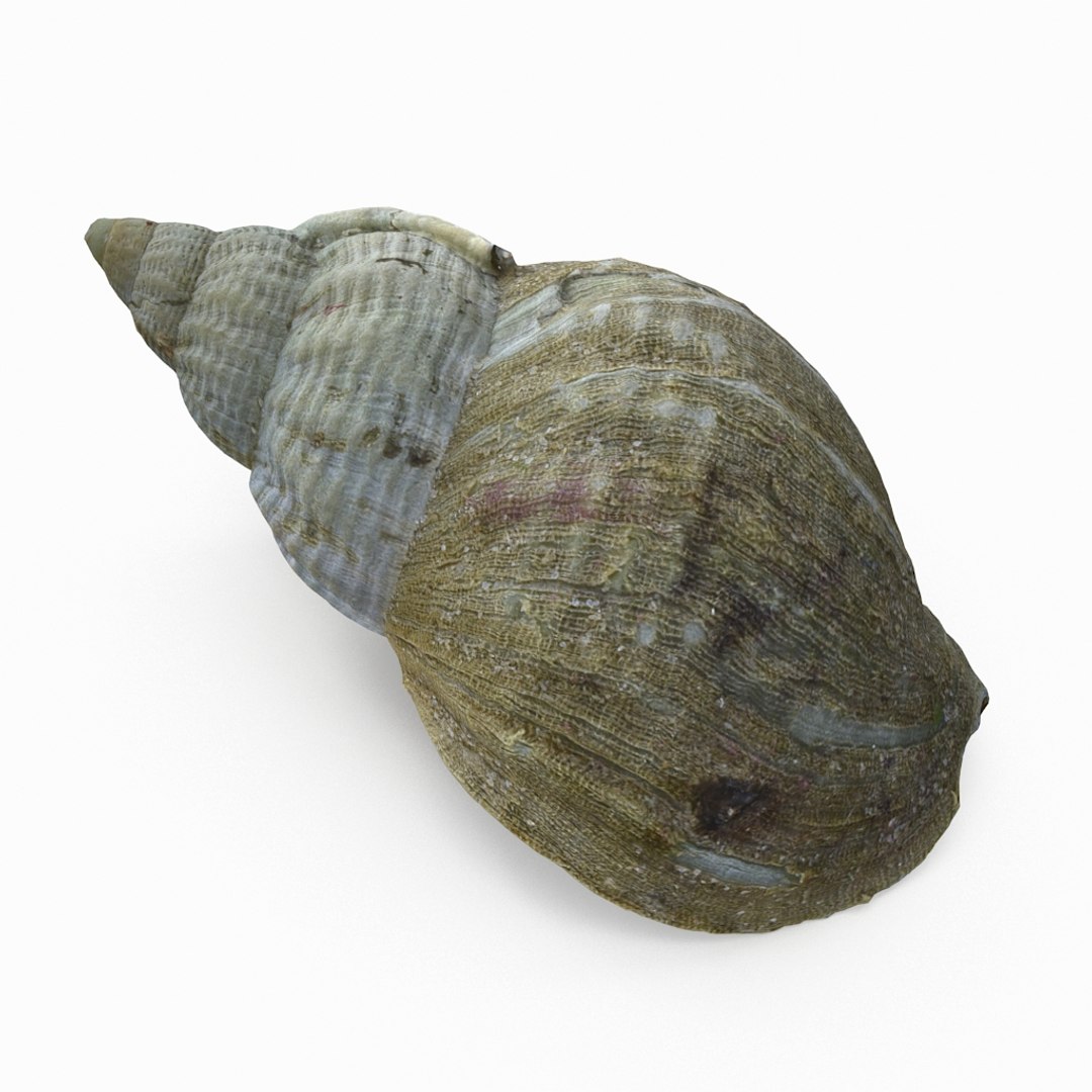 3D seashell sea shell https://p.turbosquid.com/ts-thumb/DB/B5I25Z/zpYel8ry/whelkshell03_r3/jpg/1499896665/1920x1080/fit_q87/0671204b7ffba260740a88805ed6f9daea0a6463/whelkshell03_r3.jpg
