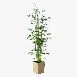 bamboo plant 3d max