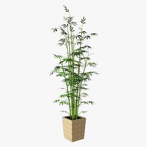 Plant_Bamboo