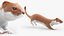 Mustela Erminea Fur Rigged For Blender