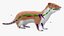 Mustela Erminea Fur Rigged For Blender