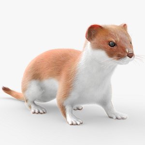 Mustela Erminea Fur Rigged For Blender