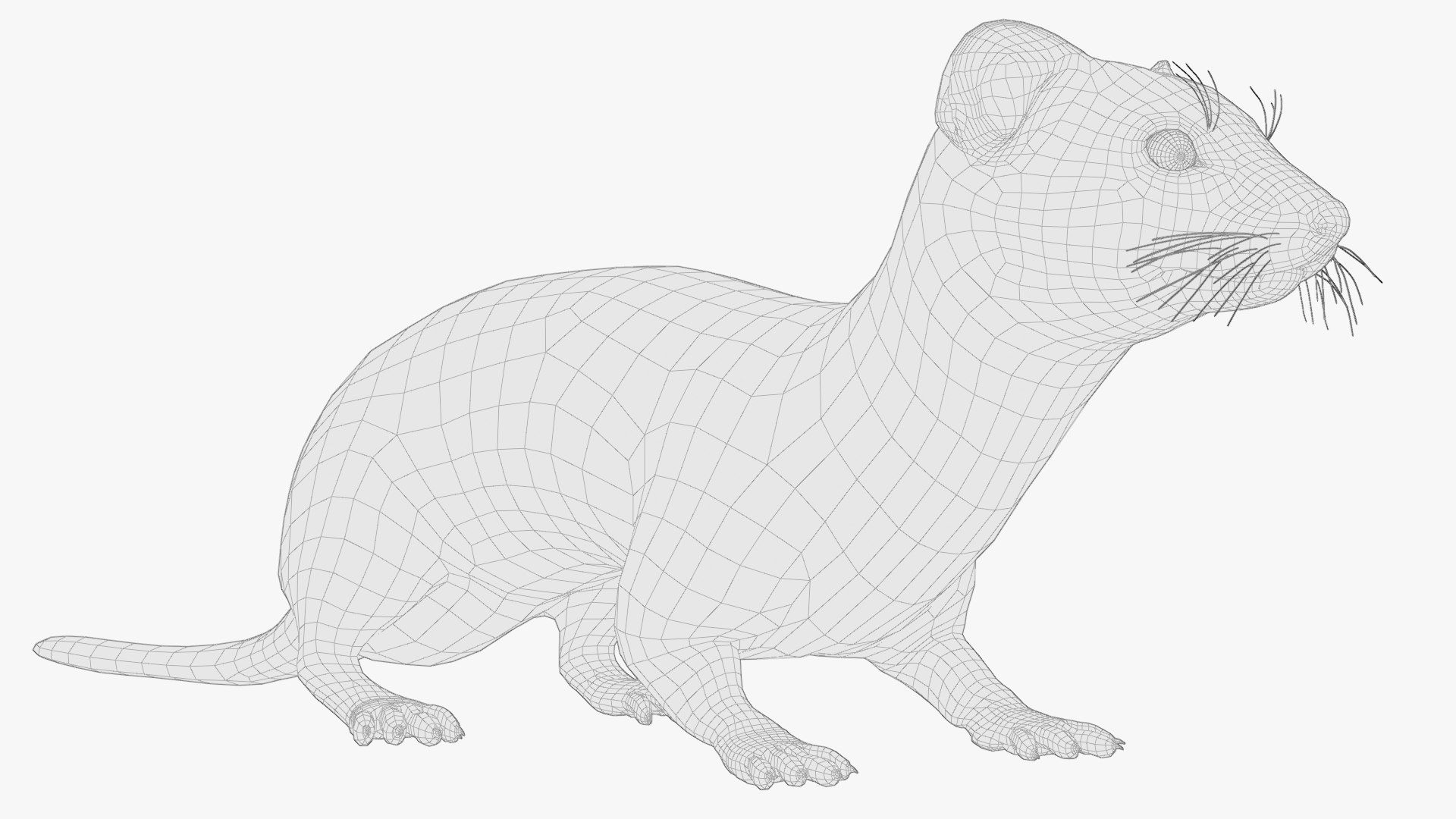 Mustela Erminea Fur Rigged For Blender 3D model https://p.turbosquid.com/ts-thumb/DB/JaAX1y/iO/mustela_erminea_fur_rigged_for_blender_015/jpg/1770586449/1920x1080/fit_q87/25adca0a36a6795eafd2a62538f278327a57ef0d/mustela_erminea_fur_rigged_for_blender_015.jpg