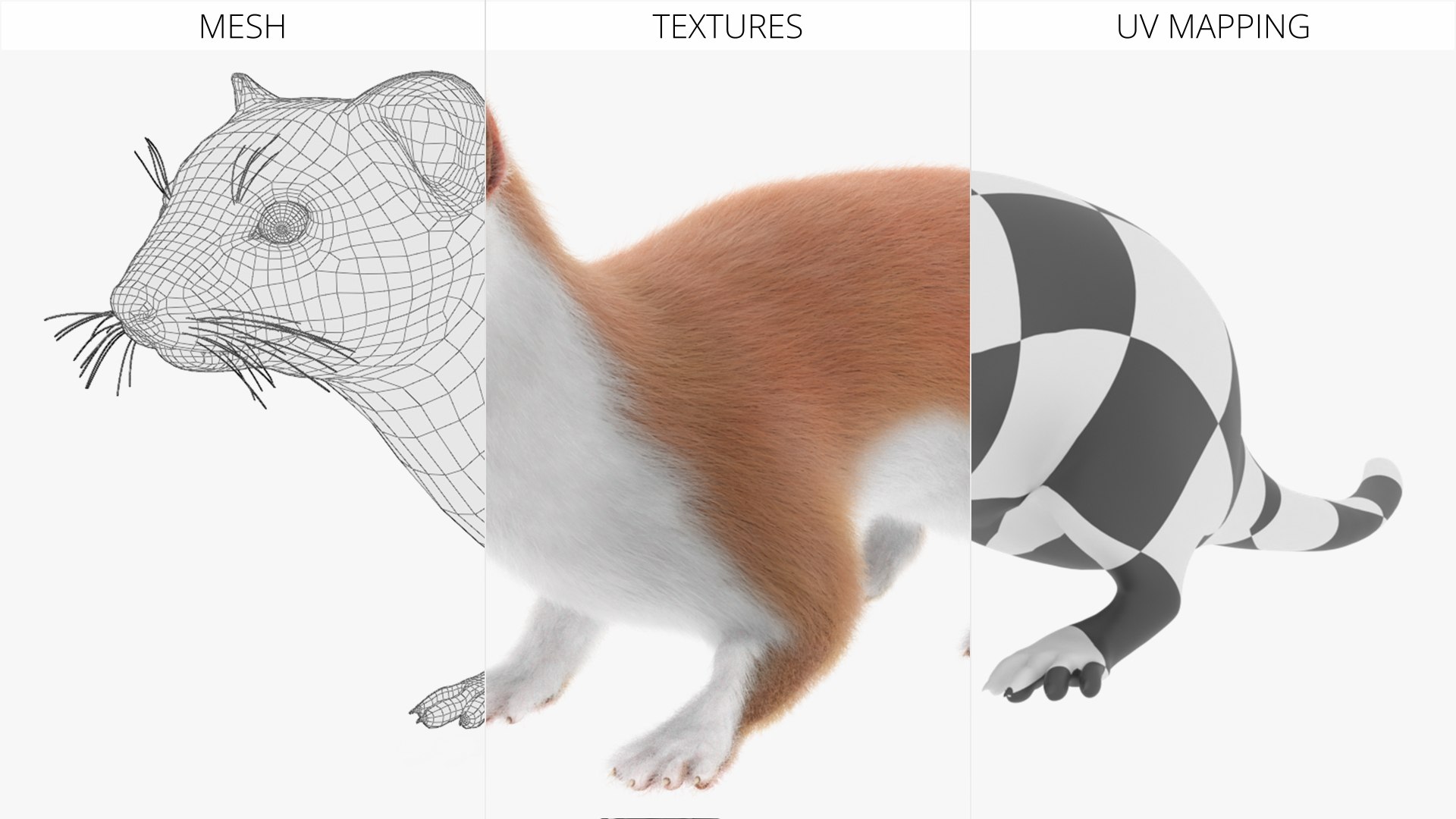 Mustela Erminea Fur Rigged For Blender 3D model https://p.turbosquid.com/ts-thumb/DB/JaAX1y/kf/mustela_erminea_fur_rigged_for_blender_012/jpg/1770586441/1920x1080/fit_q87/b884057824f17bb9a73858dae65f91b333cb03e7/mustela_erminea_fur_rigged_for_blender_012.jpg