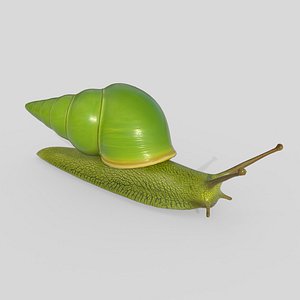 Rhinocochlis nasuta V3 3D