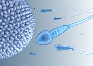 sperm inner structure details 3D model
