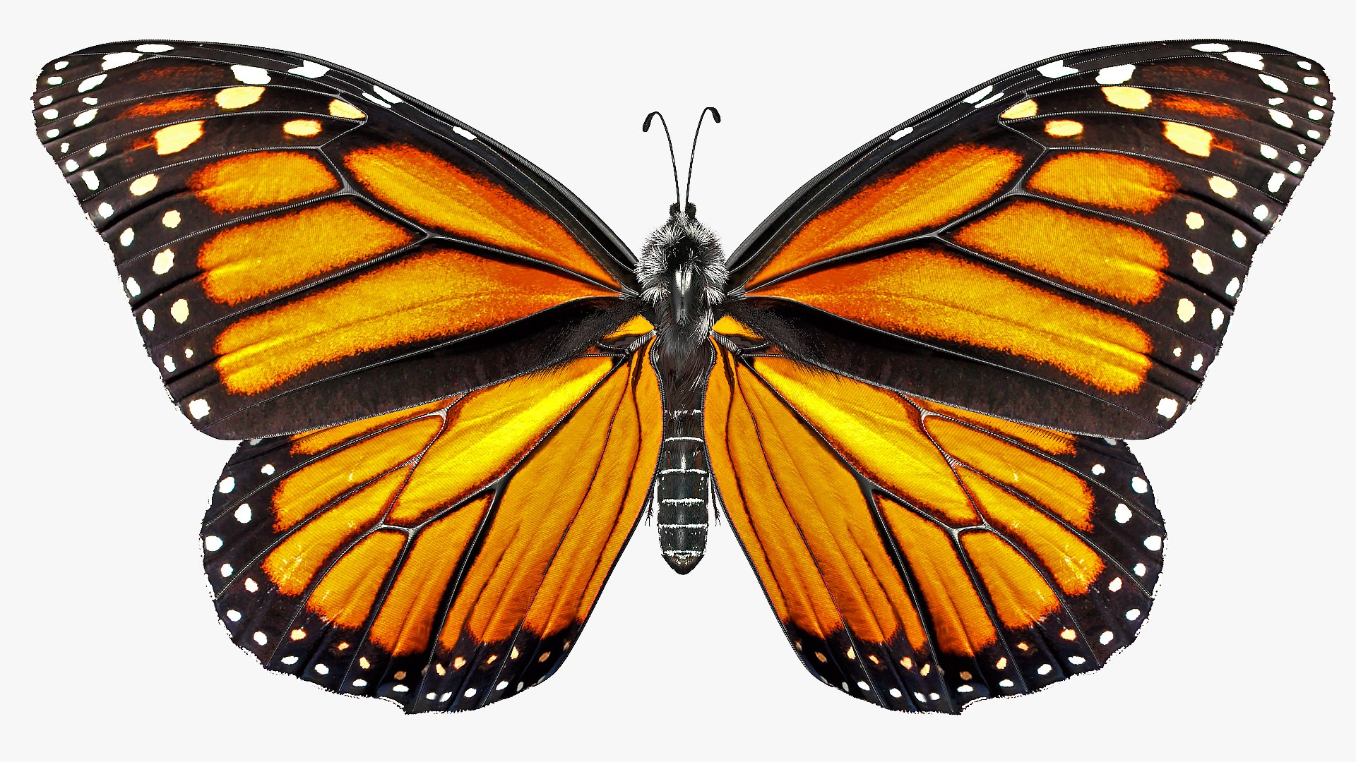 flying monarch butterfly fur 3D https://p.turbosquid.com/ts-thumb/DB/t8Vi1S/5OsBE5dW/animatedflyingmonarchbutterflyfurrigged3dmodel002/jpg/1572249585/1920x1080/fit_q87/2c354579863f26e7cc84e6da8094a4eb399cb9cf/animatedflyingmonarchbutterflyfurrigged3dmodel002.jpg