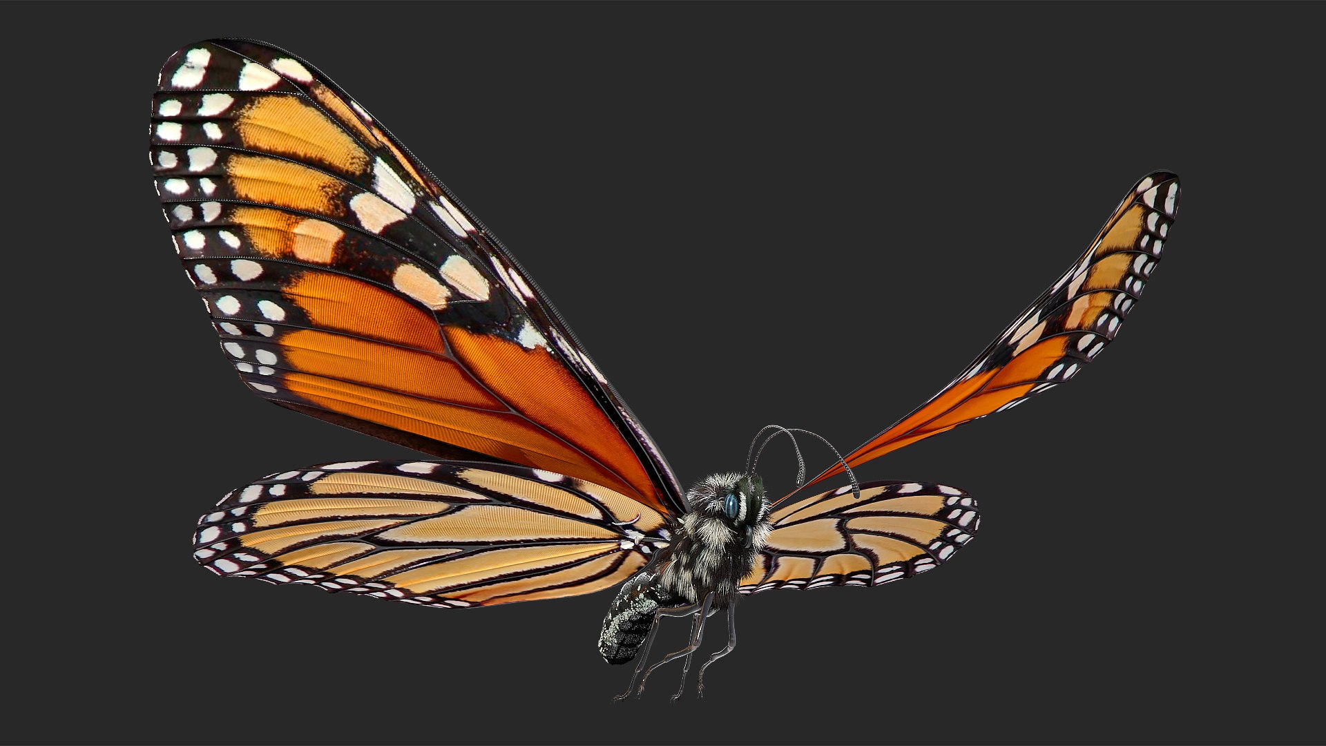 Animated Flying Monarch Butterfly Fur Rigged 3D model preview