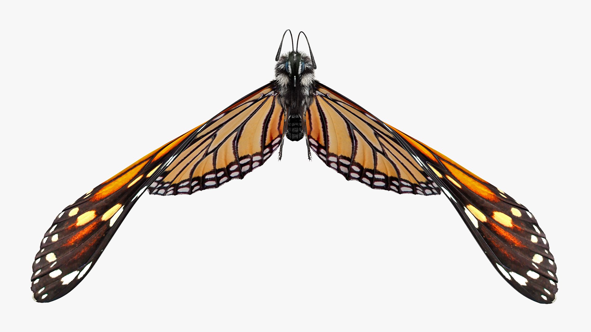 flying monarch butterfly fur 3D https://p.turbosquid.com/ts-thumb/DB/t8Vi1S/Z3rC7OQD/animatedflyingmonarchbutterflyfurrigged3dmodel004/jpg/1572249594/1920x1080/fit_q87/3b48c31e0e6911892d9c92349b4e5c6c8fb1bbda/animatedflyingmonarchbutterflyfurrigged3dmodel004.jpg