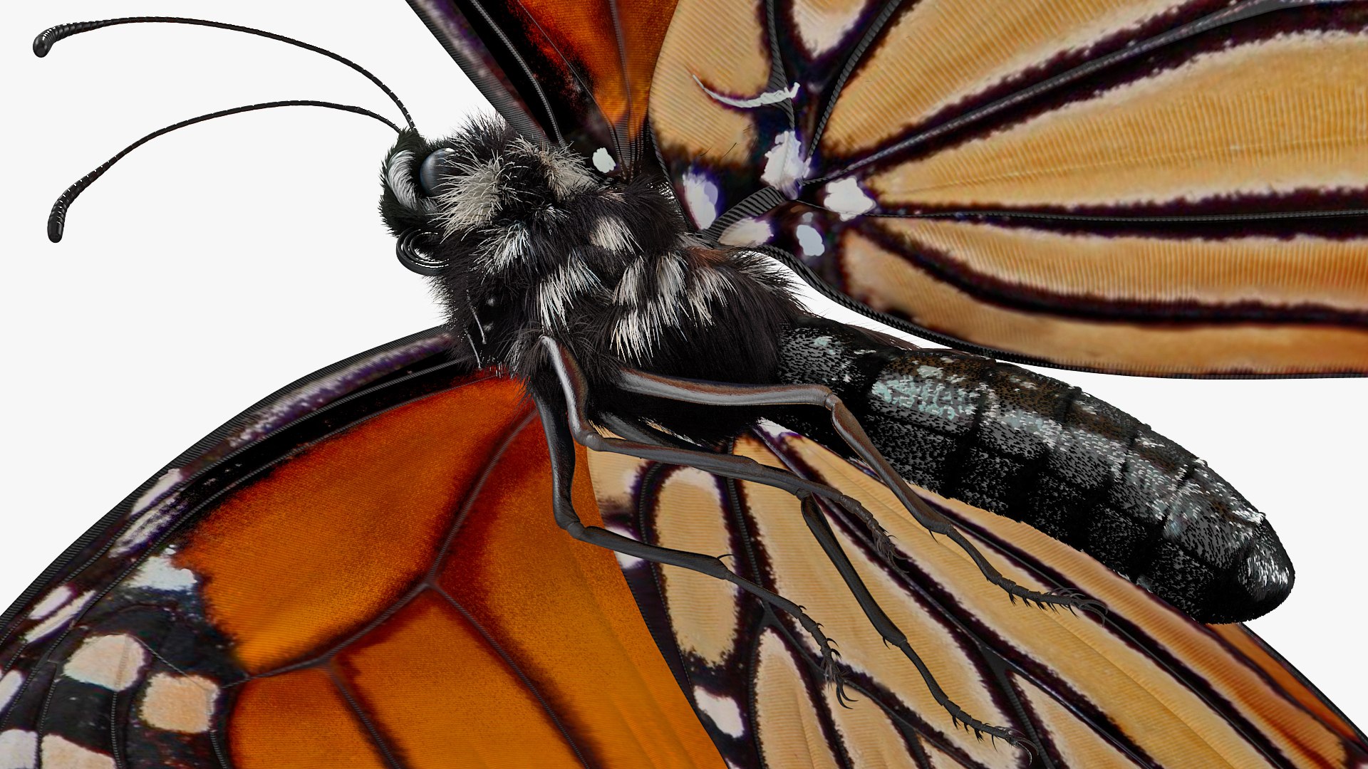 flying monarch butterfly fur 3D https://p.turbosquid.com/ts-thumb/DB/t8Vi1S/fhdLK6CF/animatedflyingmonarchbutterflyfurrigged3dmodel006/jpg/1572249604/1920x1080/fit_q87/015796591c0052b58e9da6e3316507af8de0c959/animatedflyingmonarchbutterflyfurrigged3dmodel006.jpg
