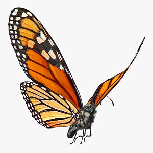 Animated Flying Monarch Butterfly Fur Rigged