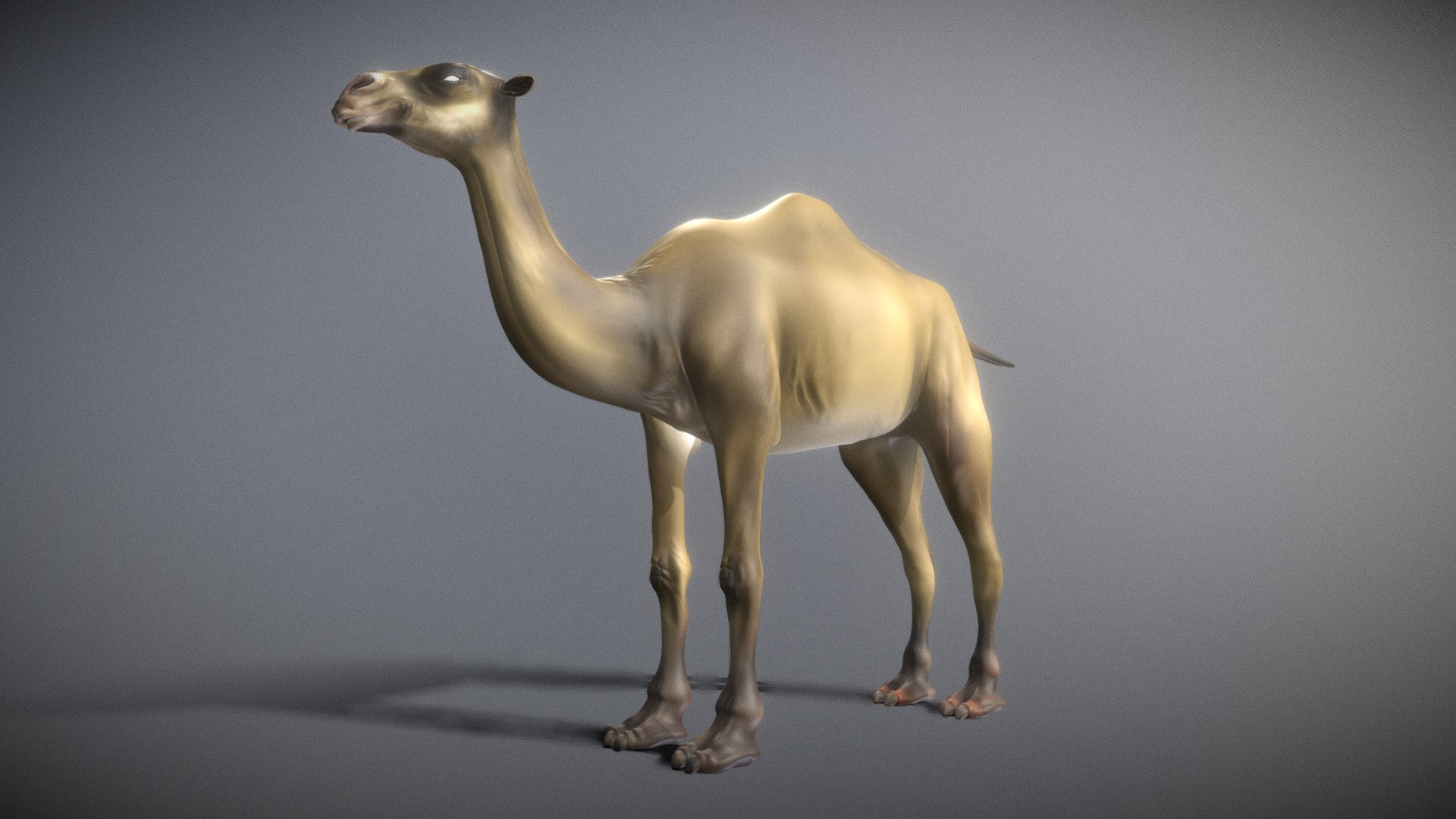 rigged camel 3D model https://p.turbosquid.com/ts-thumb/DC/FGuzNb/LG/camel_simple/png/1611666958/1920x1080/fit_q87/a2dec863eb76d9fc8309ce06ef1622a8882aaa21/camel_simple.jpg