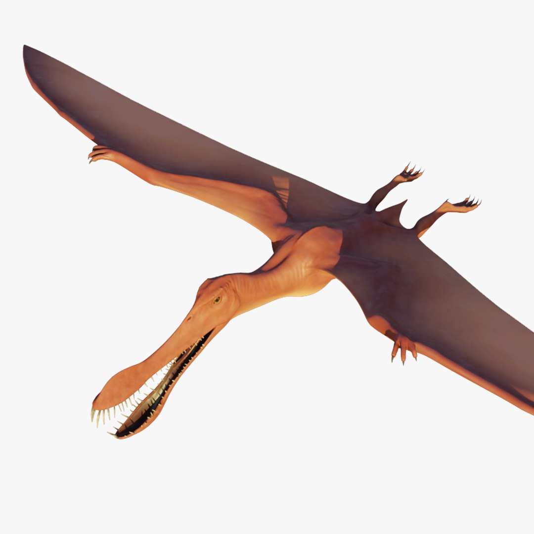 Maaradactylus 3d model Dinosaur 3D model - TurboSquid 2079705