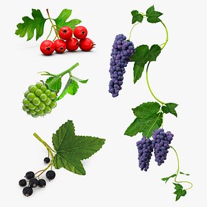 Berry Branches Collection 3