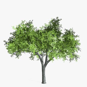 elm tree 3d max
